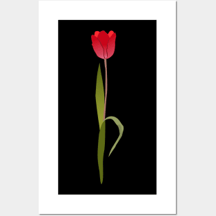 Tulip Posters and Art